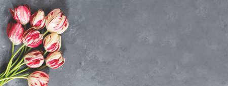 Bouquet of red and white tulips on grey background. Mothers day, Valentines Day, Birthday celebration. Bannerの写真素材