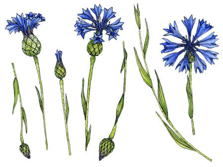 Cornflowers elements in ink and watercolor. Wildflower set on white. Hand-drawn illustration. Design, card, invitationの写真素材