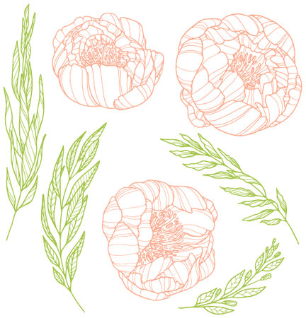 Peonies set. Isolated buds and leaves. Outline vector illustrationのイラスト素材
