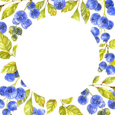 Blueberry card. Berries and leaves on white background. Watercolor illustrationの写真素材