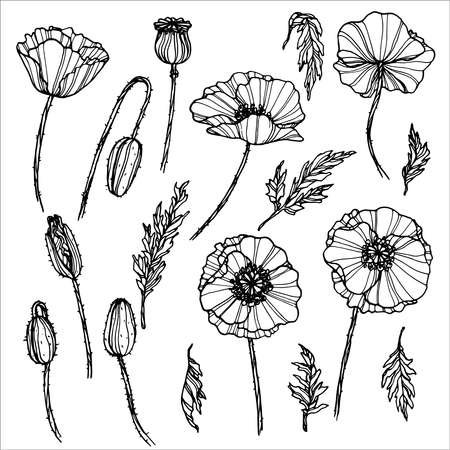 Outline poppies. Vector illustration. For design, card, invitationのイラスト素材