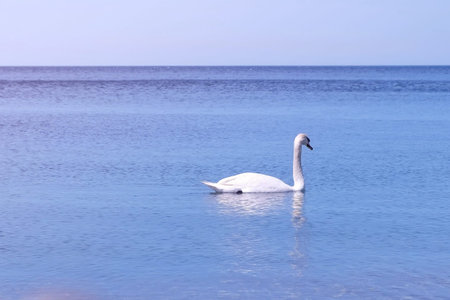 Beautiful white swan swimming on water surface, side view. Elegant wild bird floating alone outdoors in sea. Animal protection care ecology environment. Sea, ocean at Sunny day.の写真素材