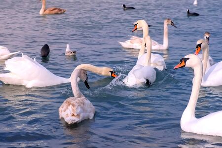 Many birds white swans, small black birds and ducks are swimming at sea blue water. Flock of white swans floating in calm clean sea water. Seasonal migration of birds.の写真素材