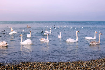 Many birds white swans, small black birds and ducks are swimming at sea blue water near stony beach. Flock of white swans floating in calm clean sea water. Seasonal migration of birds.の写真素材