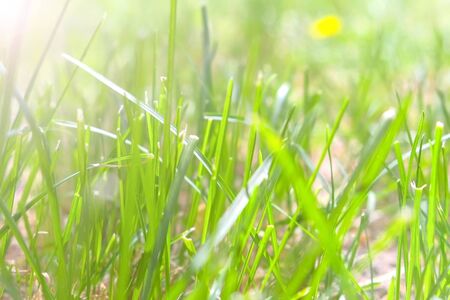 Background with green grass and flowers on the meadow swaying on the wind in wild nature. Glade with green plants in forest in spring summer time.の写真素材