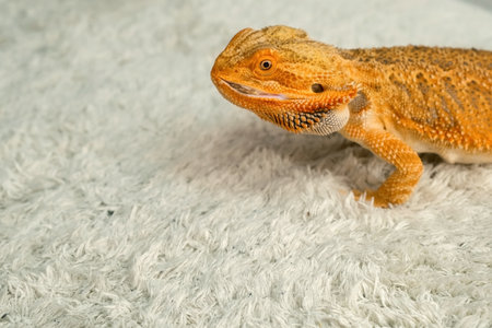 Process of feeding of bearded agama dragon with cockroach at home on carpet, he is eating insectand chewing. Content of the lizard at home. Animal from Australia. Exotic domestic pet.の写真素材