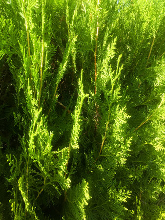 Background from thuja branches. Thuja close-up. Natural background.