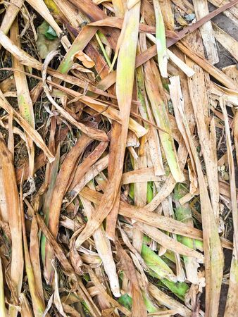 Dry grass. Straw background. Natural texture. Autumn background. Background for your design.の写真素材