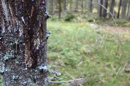 Tree trunk close-up. There is bark and hardened resin on the tree. In the background a forest in defocus. Place for text. Forest landscape.の写真素材