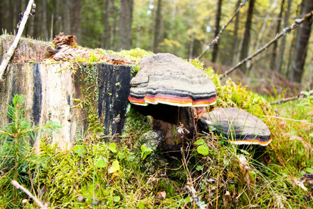 Moss on a tree stump with a mushroom. Forest background.