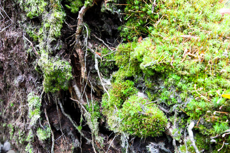 Close up of tree roots with ground and moss. Forest background.