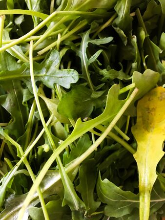 Background from fresh leaves of arugula salad. Vegetarian food. Green natural background.の写真素材