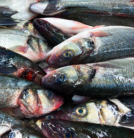 Fish lies on a catch. Background of fresh fish. Seafood.