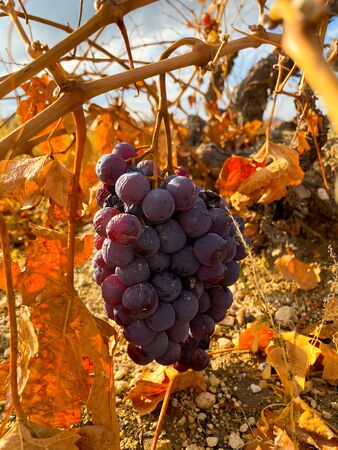 Ripe bunches of black grapes hang on the dry branches of shrubs among the rays of the sun. Grape plantations. Harvesting. Winemaking.の写真素材