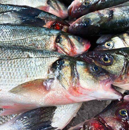 Fish lies on a catch. Background of fresh fish. Seafood.の写真素材