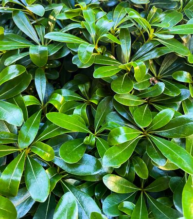 Background of green leaves. Botanical pattern. Exotic plants.の写真素材