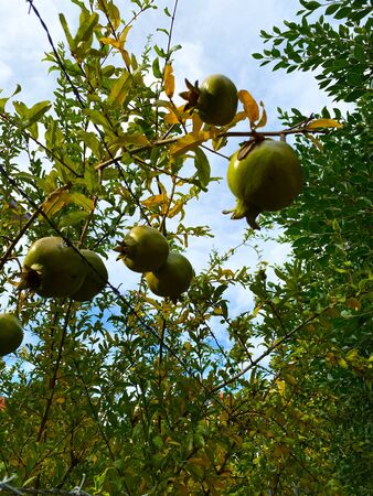 Green pomegranates hang on a tree against the sky. Turkey. Autumn.の写真素材