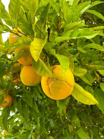 Oranges on a tree. Background from oranges among green leaves. Orange garden.の写真素材