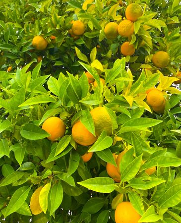 Oranges on a tree. Background from oranges among green leaves. Orange garden.の写真素材