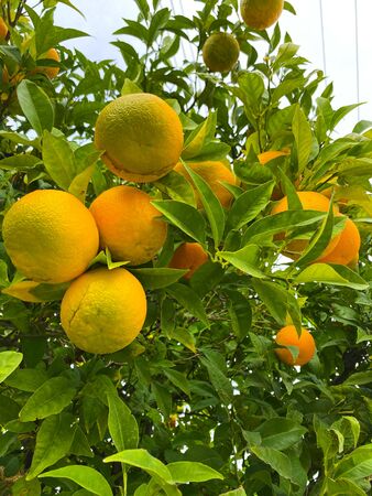 Oranges on a tree. Background from oranges among green leaves. Orange garden.の写真素材