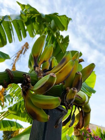 Ripe bananas on a palm tree. Close-up.の写真素材