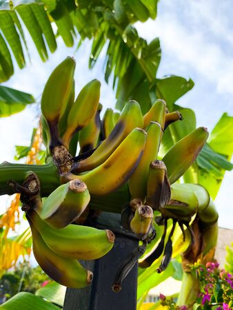 Ripe bananas on a palm tree. Close-up.の写真素材