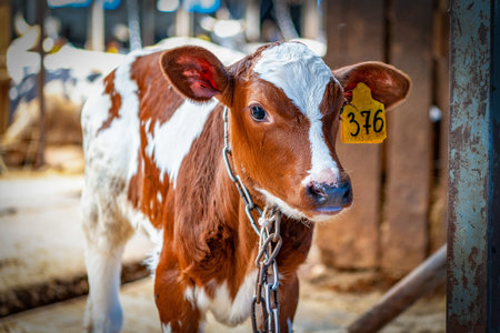 Young calf in the cowshed in dairy farm. Cute portrait of a small red calf cow close-up. Newborn...