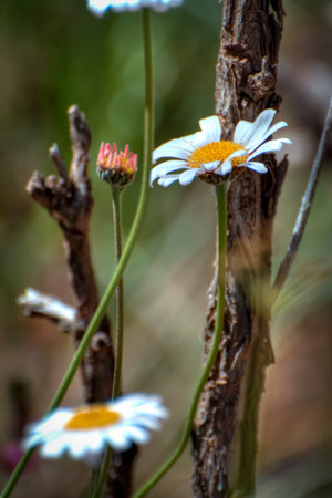 Matricaria, Wild mountain chamomile, mountain flowers of Kyrgyzstan, selective focusの写真素材