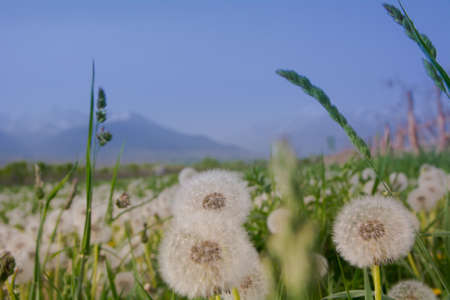macro photography flower dandelion whiteの写真素材