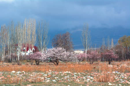 Blooming wild cherry trees against the background of the mountain lake Issyk-Kulの写真素材