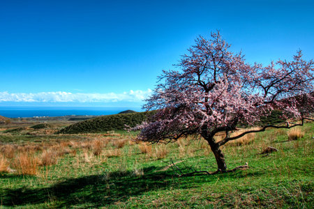 Blooming wild cherry trees against the background of the mountain lake Issyk-Kulの写真素材
