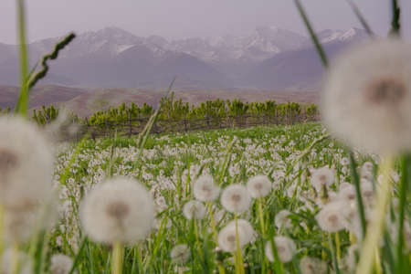 macro photography flower dandelion whiteの写真素材