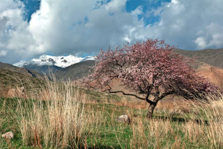 Blooming wild apricot in the mountains of Kyrgyzstan.の写真素材