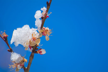 Spring frosts, flowering apricot trees, apple trees, under the snow.の写真素材