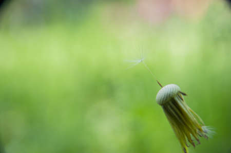 macro photography flower dandelion whiteの写真素材