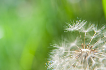 macro photography flower dandelion whiteの写真素材