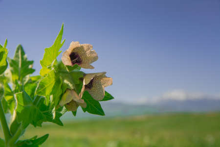 Spring flowers, on a blurred background.の写真素材