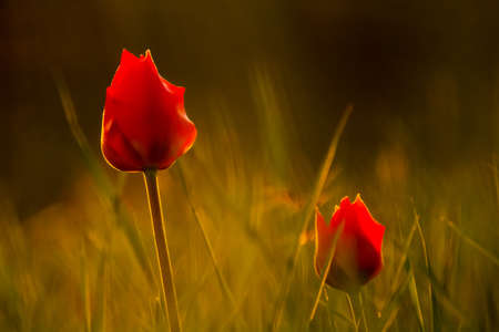 spring tulip flower in issykkul mountains, selective focusの写真素材
