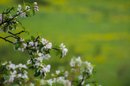 Blooming apple tree in the Kegety gorge, Kyrgyzstan. Soft focusの写真素材