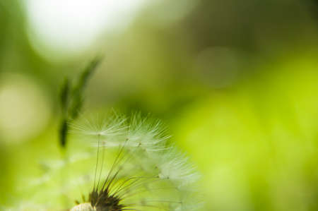 macro photography flower dandelion whiteの写真素材