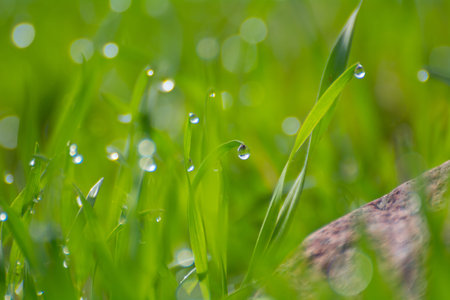 Ross drops in green grass, bright bokeh.の写真素材