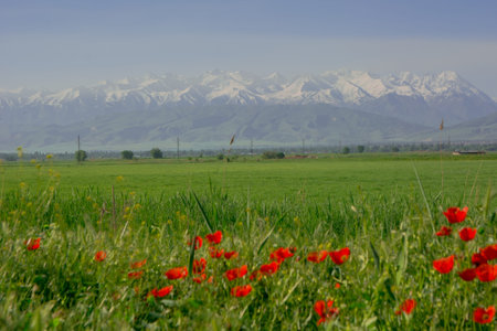 Spring red poppies on the background of snowy mountains in Kyrgyzstanの写真素材