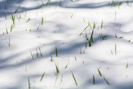 spring green leaves under the snow, frost.の写真素材