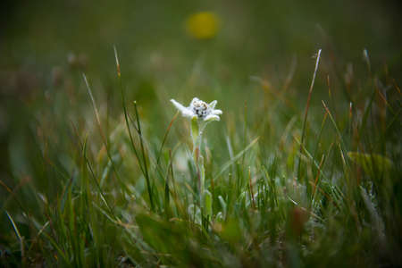 alpine flower Edelweiss among green grass Kyrgyzstan.の写真素材