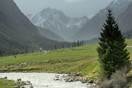 A lone spruce tree near the river against the background of the Borskoon mountain gorge, Kyrgyzstan.の写真素材