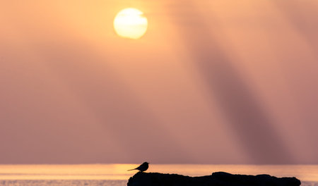 Sunrise on the coast of the mountain lake Issyk-Kul Kyrgyzstan.の写真素材