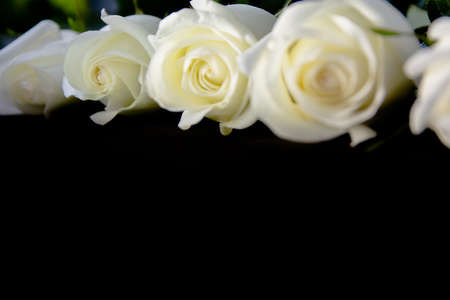 White roses on a black backgroundの写真素材