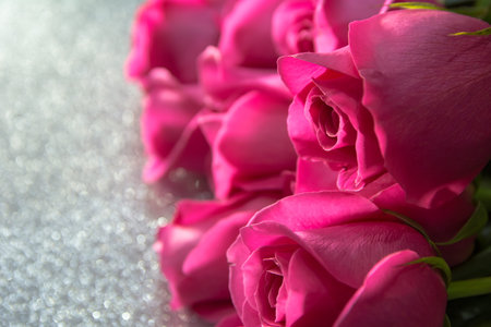 Buds of pink roses on a silver background.の写真素材