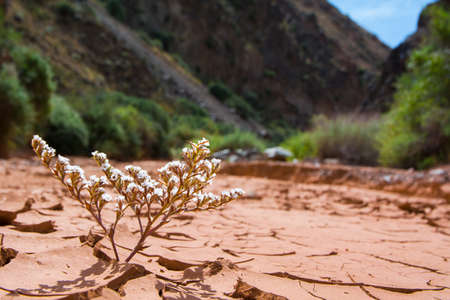 mountain flowers sprouted from soil soilの写真素材