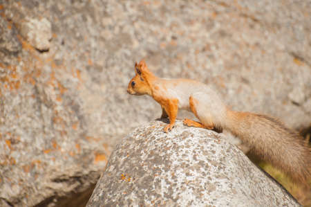 Walking squirrels in nature in a natural environment.の写真素材